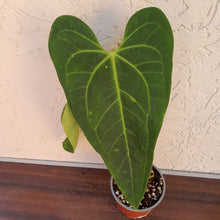 Load image into Gallery viewer, #H65 Anthurium Warocqueanum x Sanguineum