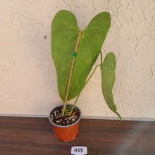 Load image into Gallery viewer, #H65 Anthurium Warocqueanum x Sanguineum