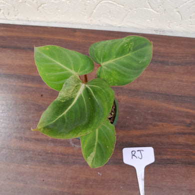 #RJ Variegated Philodendron Gloriosum