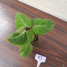Load image into Gallery viewer, #RJ Variegated Philodendron Gloriosum