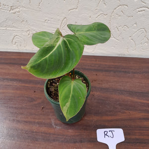 #RJ Variegated Philodendron Gloriosum