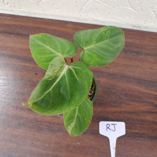 Load image into Gallery viewer, #RJ Variegated Philodendron Gloriosum