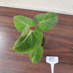#RJ Variegated Philodendron Gloriosum