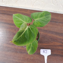 Load image into Gallery viewer, #RJ Variegated Philodendron Gloriosum