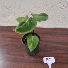 Load image into Gallery viewer, #RJ Variegated Philodendron Gloriosum