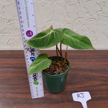 Load image into Gallery viewer, #RJ Variegated Philodendron Gloriosum