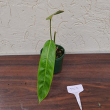 Load image into Gallery viewer, #D63 Philodendron Patriciae