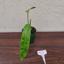 Load image into Gallery viewer, #D63 Philodendron Patriciae