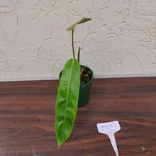 Load image into Gallery viewer, #D63 Philodendron Patriciae
