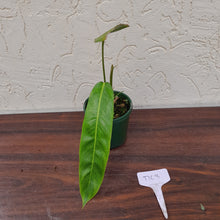 Load image into Gallery viewer, #D63 Philodendron Patriciae