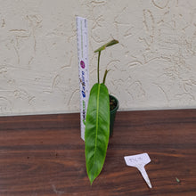 Load image into Gallery viewer, #D63 Philodendron Patriciae