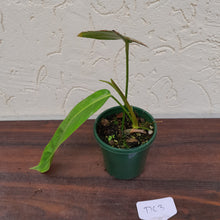Load image into Gallery viewer, #D63 Philodendron Patriciae
