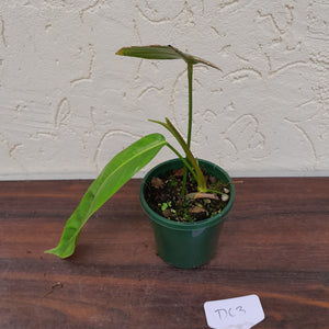 #D63 Philodendron Patriciae