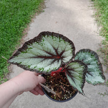 Load image into Gallery viewer, #102 Begonia Unknown