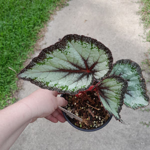 #102 Begonia Unknown