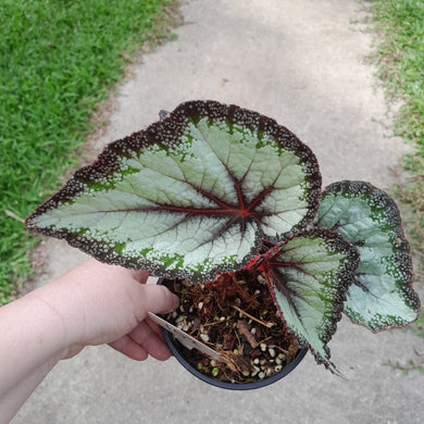 #102 Begonia Unknown