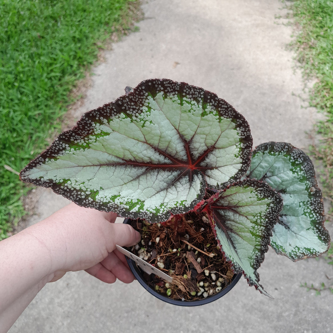 #102 Begonia Unknown
