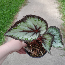 Load image into Gallery viewer, #102 Begonia Unknown