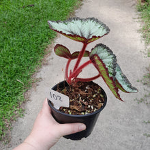 Load image into Gallery viewer, #102 Begonia Unknown