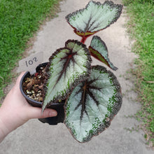 Load image into Gallery viewer, #102 Begonia Unknown