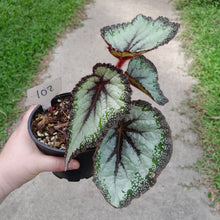 Load image into Gallery viewer, #102 Begonia Unknown