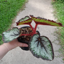 Load image into Gallery viewer, #102 Begonia Unknown
