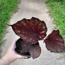 Load image into Gallery viewer, #17c Begonia Dr Karissa