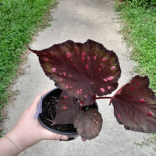 Load image into Gallery viewer, #17c Begonia Dr Karissa
