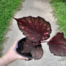 Load image into Gallery viewer, #17c Begonia Dr Karissa