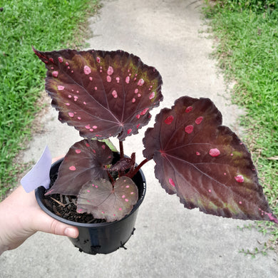 #17c Begonia Dr Karissa