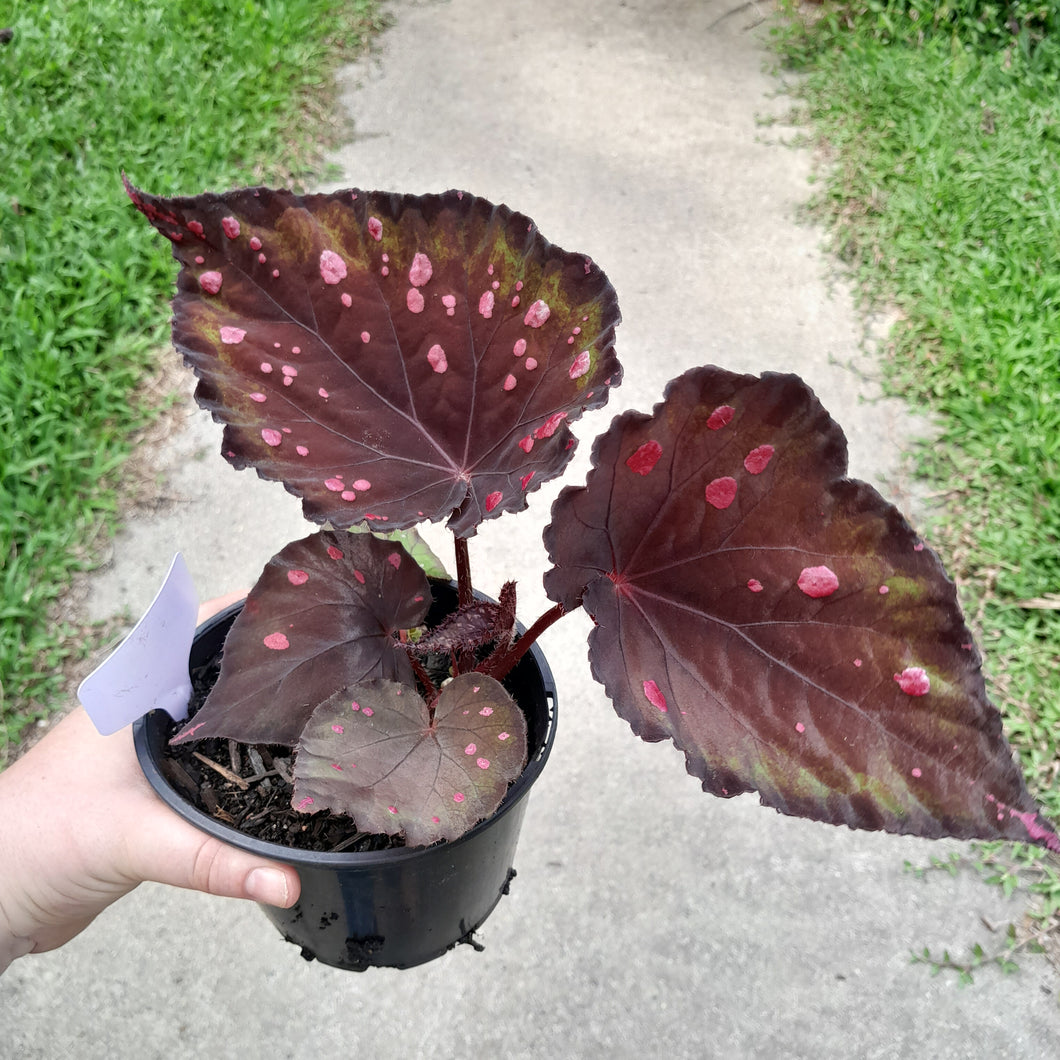 #17c Begonia Dr Karissa