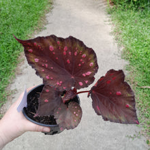 Load image into Gallery viewer, #17c Begonia Dr Karissa