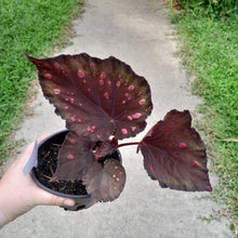 Load image into Gallery viewer, #17c Begonia Dr Karissa