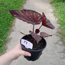 Load image into Gallery viewer, #17c Begonia Dr Karissa