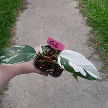 Load image into Gallery viewer, #G6 Philodendron White Princess