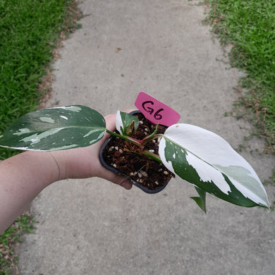 #G6 Philodendron White Princess