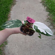 Load image into Gallery viewer, #G6 Philodendron White Princess