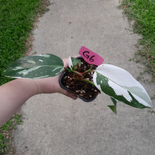 Load image into Gallery viewer, #G6 Philodendron White Princess