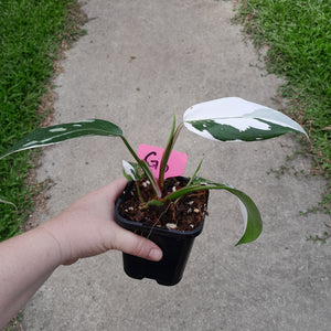 #G6 Philodendron White Princess
