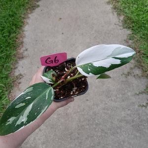 #G6 Philodendron White Princess