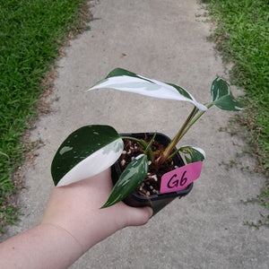 #G6 Philodendron White Princess