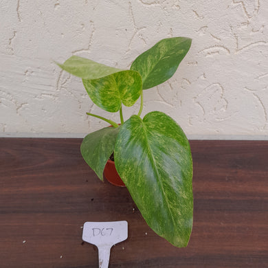 #D67 Variegated Philodendron Giganteum