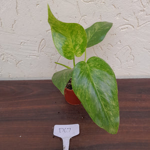 #D67 Variegated Philodendron Giganteum