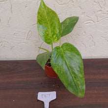 Load image into Gallery viewer, #D67 Variegated Philodendron Giganteum
