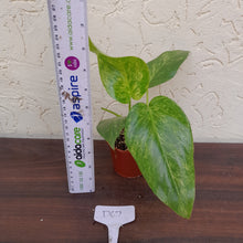 Load image into Gallery viewer, #D67 Variegated Philodendron Giganteum