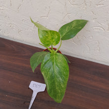 Load image into Gallery viewer, #D67 Variegated Philodendron Giganteum