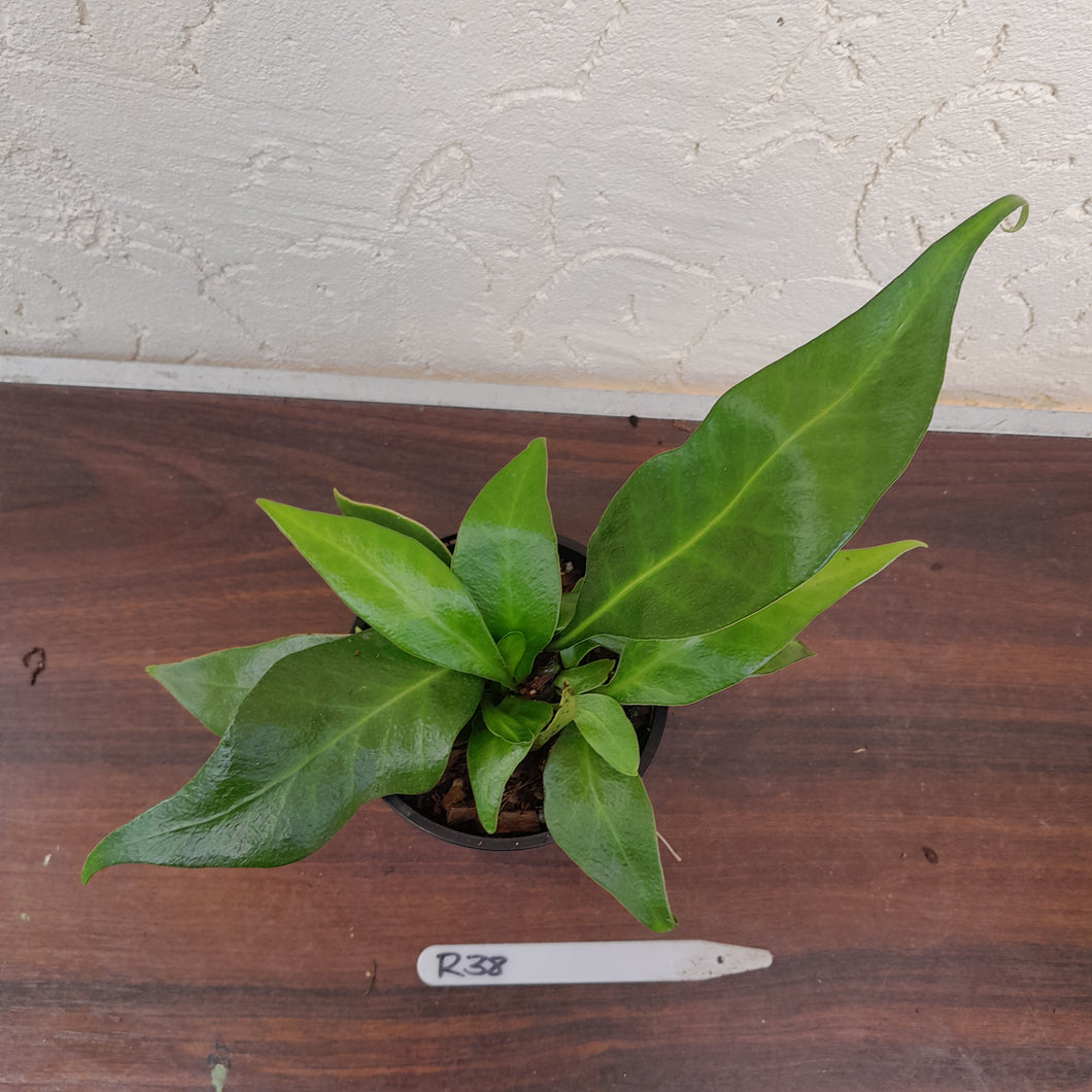 #R38 Microsorum Whiteheadii