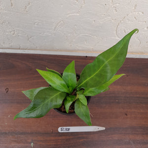 #R38 Microsorum Whiteheadii