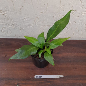 #R38 Microsorum Whiteheadii