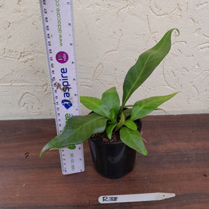 #R38 Microsorum Whiteheadii